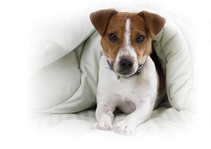 pet insurance reviews